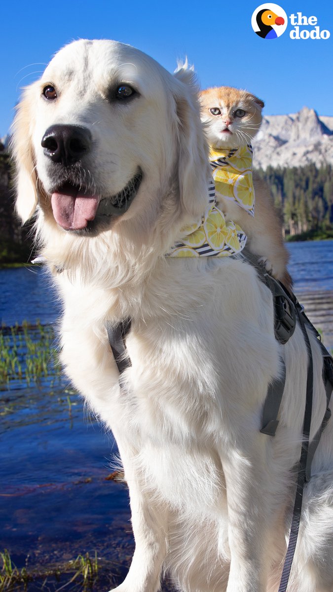 Dog has the biggest smile whenever his kitten sister rides on his back 😍