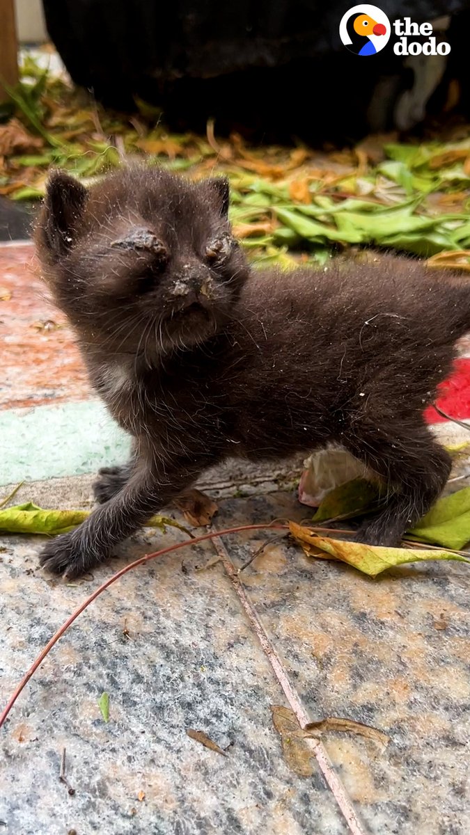 Woman rescues two cats ... and now their favorite thing is to interrupt Mom's video games 😹