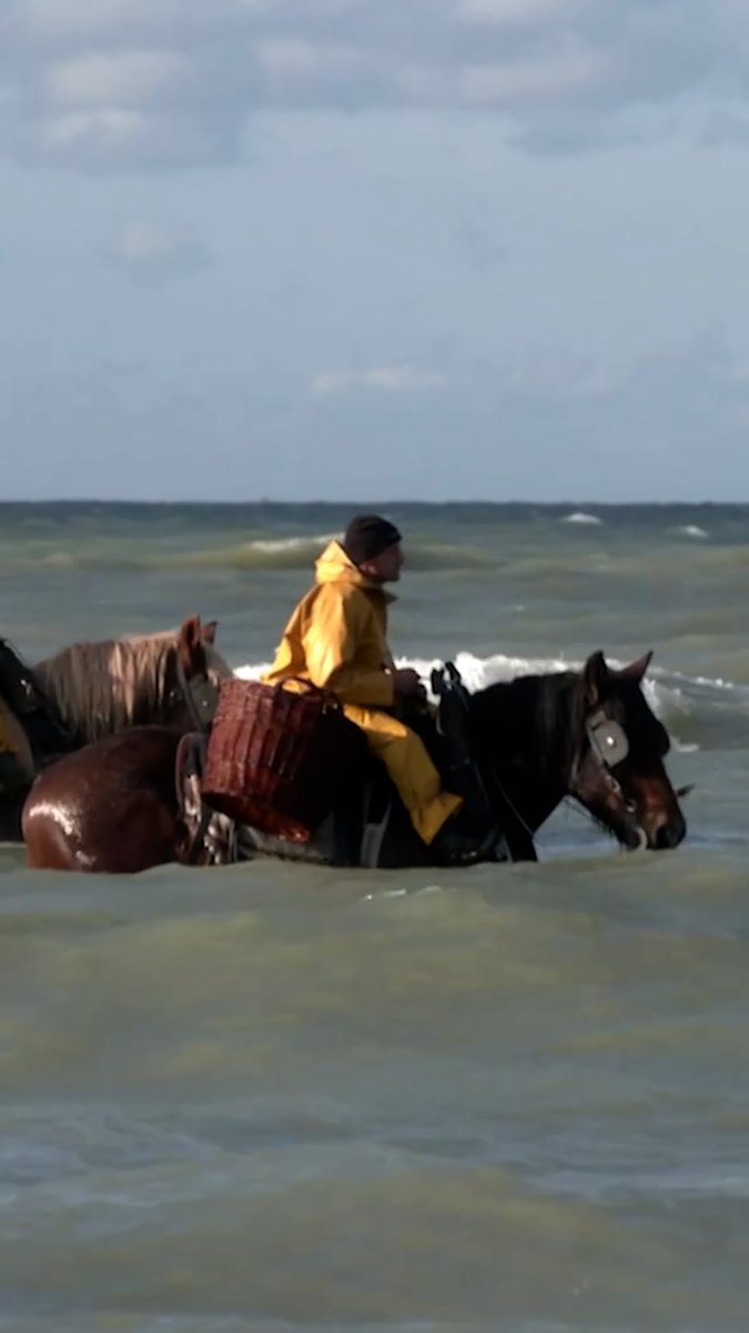 Climate change is disrupting horseback shrimp fishing in Belgium's coastal Oostduinkerke village, the last place on earth where the centuries-old tradition is still practiced.