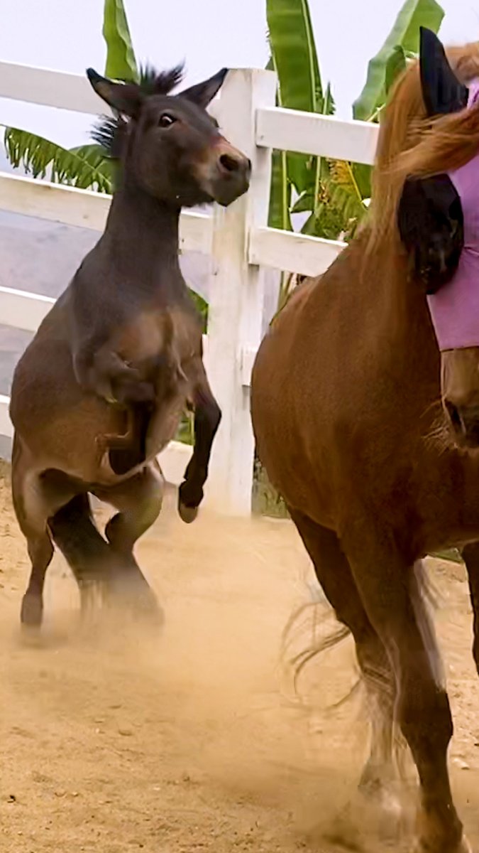 32-year-old rescue horse had no idea how to play... until a tiny tornado of a donkey forced him to! 😍