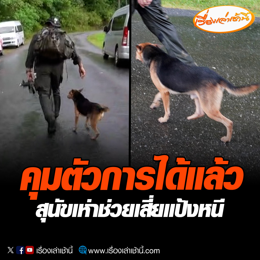 จับกุมตัวการแล้ว! เจ้าหน้าที่ตำรวจชุดแดนไทย 54 ที่ขึ้นเขาเข้าป่าลึกถึงจุดที่ตำรวจยิงปะทะเสี่ยแป้ง ได้สับเปลี่ยนกำลังลงมาพื้นราบ หลังจากอยู่ในป่านาน 3 วัน พร้อมนำสุนัขที่พักอยู่กับเสี่ยแป้งกลับลงมาด้วย #เรื่องเล่าเช้านี้ #ข่าวช่อง3 #ข่าวภูมิภาค #พังงา #เสี่ยแป้ง