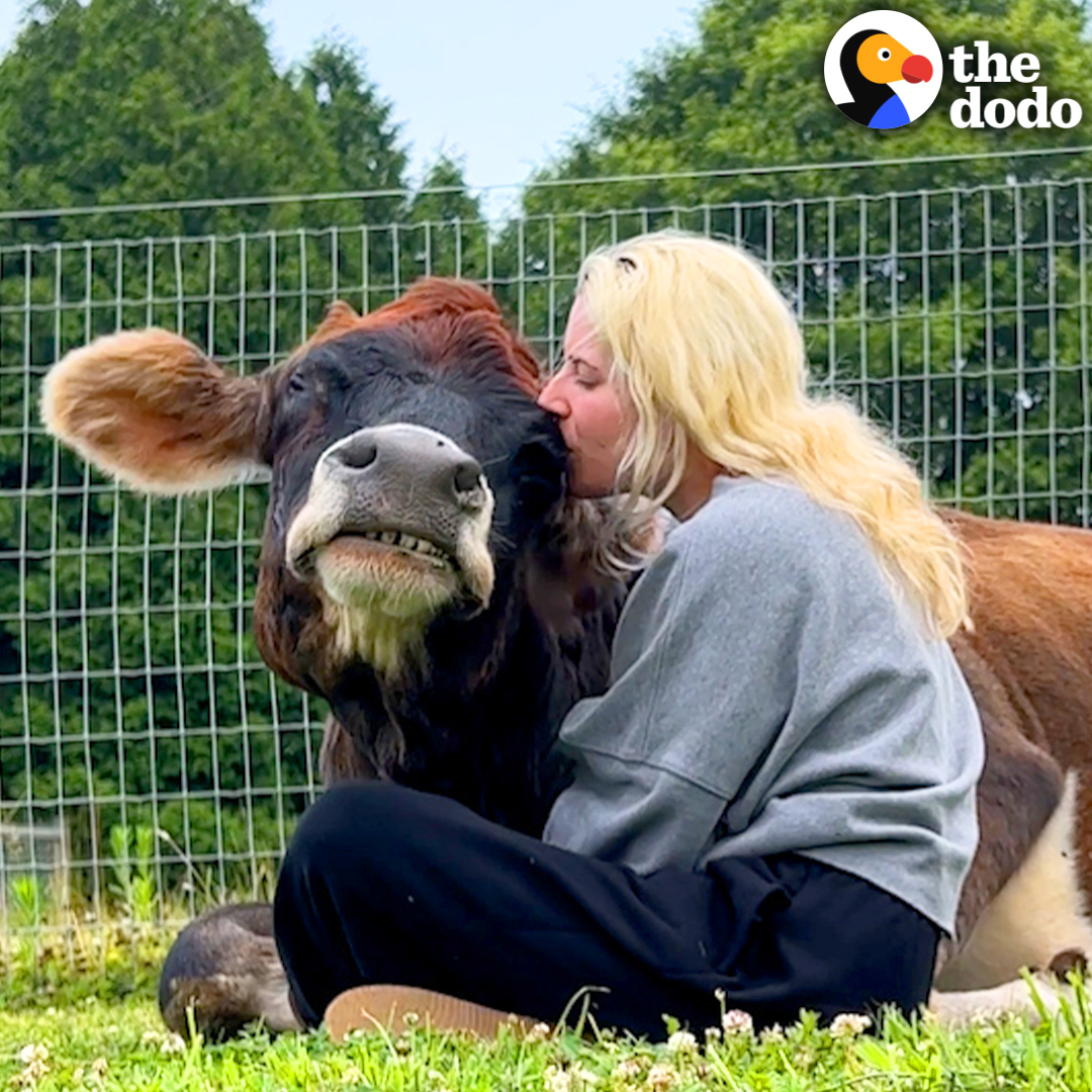 Blind cow who spent 19 years chained up can't stop hugging her parents — and she LOVES the house they made for her 🤗