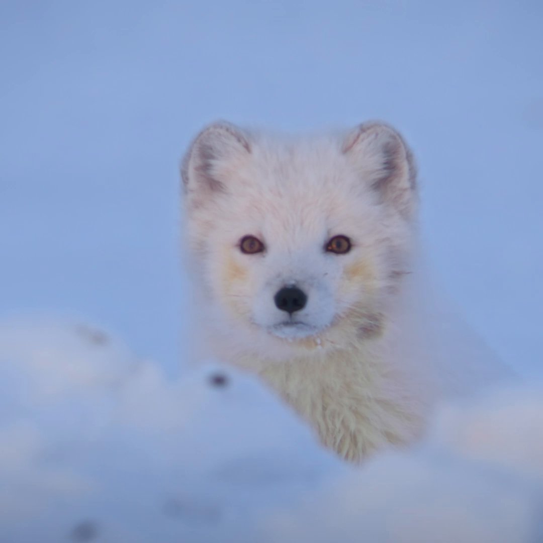 Despite a long winter spent apart, these adorable Arctic foxes are committed to a heartwarming reunion! #IncredibleAnimalJourneys, narrated by Jeremy Renner, premieres Sunday, November 19 at 9/8c on National Geographic. Streaming on Disney+ and Hulu.