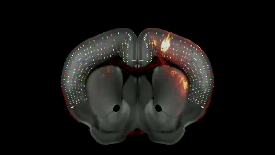Researchers can freely access the Allen Mouse Brain Common Coordinate Framework (v3), a complete and high-resolution 3D atlas of the mouse brain. Learn more about it at #SfN23