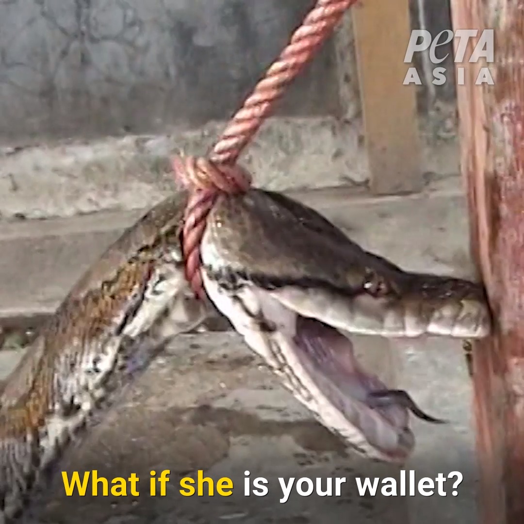 Remember their faces next time you think of wearing accessories made from animals.