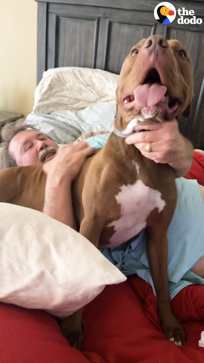 Pittie loves his foster kittens — but wait til you see how much he LOVES his grandparents 🥰