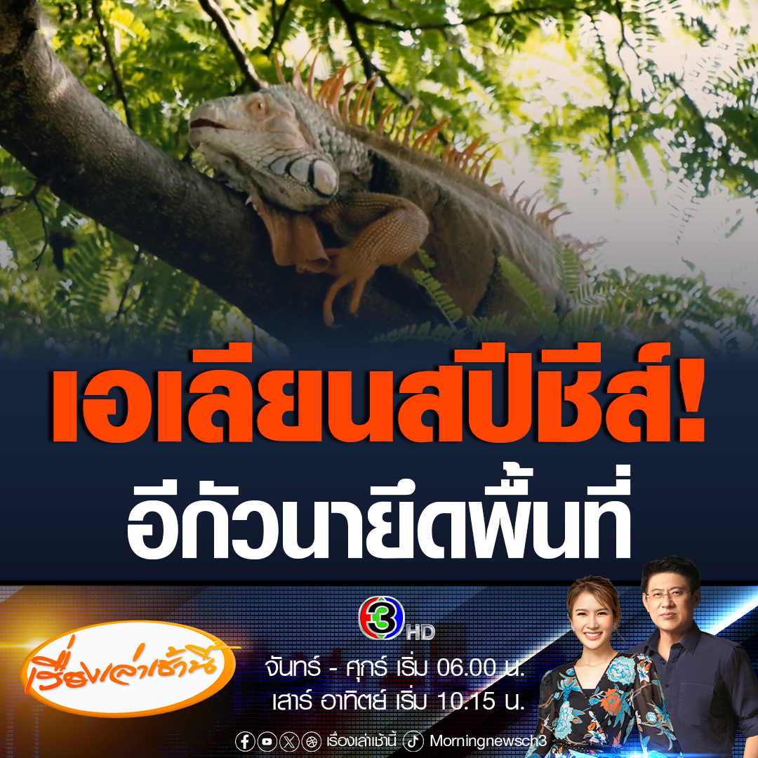 #เรื่องเล่าเช้านี้ ทีมข่าวได้รับการร้องเรียนในพื้นที่ จ.ลพบุรี พบอีกัวนาในพื้นที่ธรรมชาติเป็นจำนวนมาก กลายเป็นสัตว์เอเลียนสปีชีส์ #ข่าวช่อง3 #ข่าวสังคม