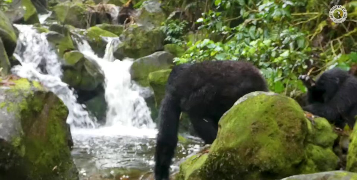 It’s an extra stressful time, so I wanted to share a very special video with you. Please watch it with the sound on. A mountain gorilla family carefully crossing a plunge pool in Rwanda. Wait for the end when they take a moment to watch the waterfall together. These are our cousins…and there are fewer than 1,300 of them left in the world.