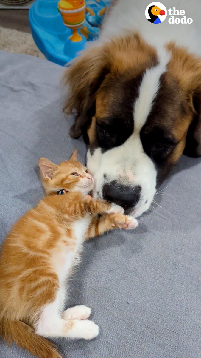 2-pound rescue kitten is about to meet her 120-pound Saint Bernard sister 💕