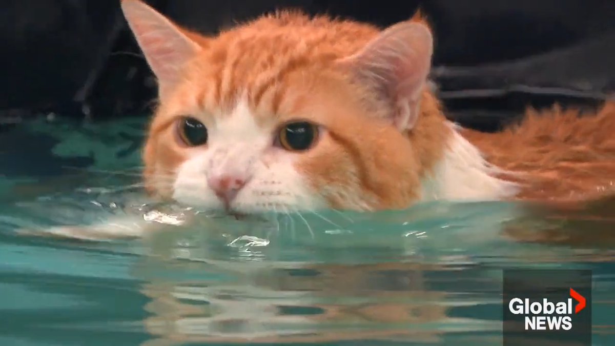 WATCH: Peaches is a big kitty, and when his owner learned he also has diabetes and needed to shed weight, she got the fat feline swimming - whether Peaches wanted to or not. Read more: