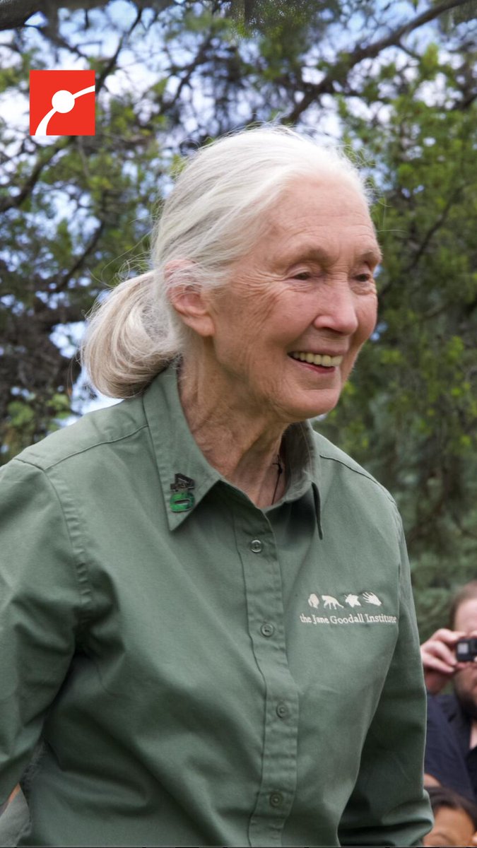 What can we learn from chimpanzees? Dr. Jane Goodall @janegoodallinst discusses how reconciliation and supportive parenting are the two things she thinks humans can learn from chimpanzees. #JaneGoodall #Chimpanzees #Primates