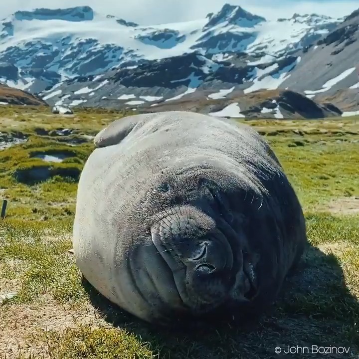 The sound of an elephant seal sleeping 📹John Bozinov