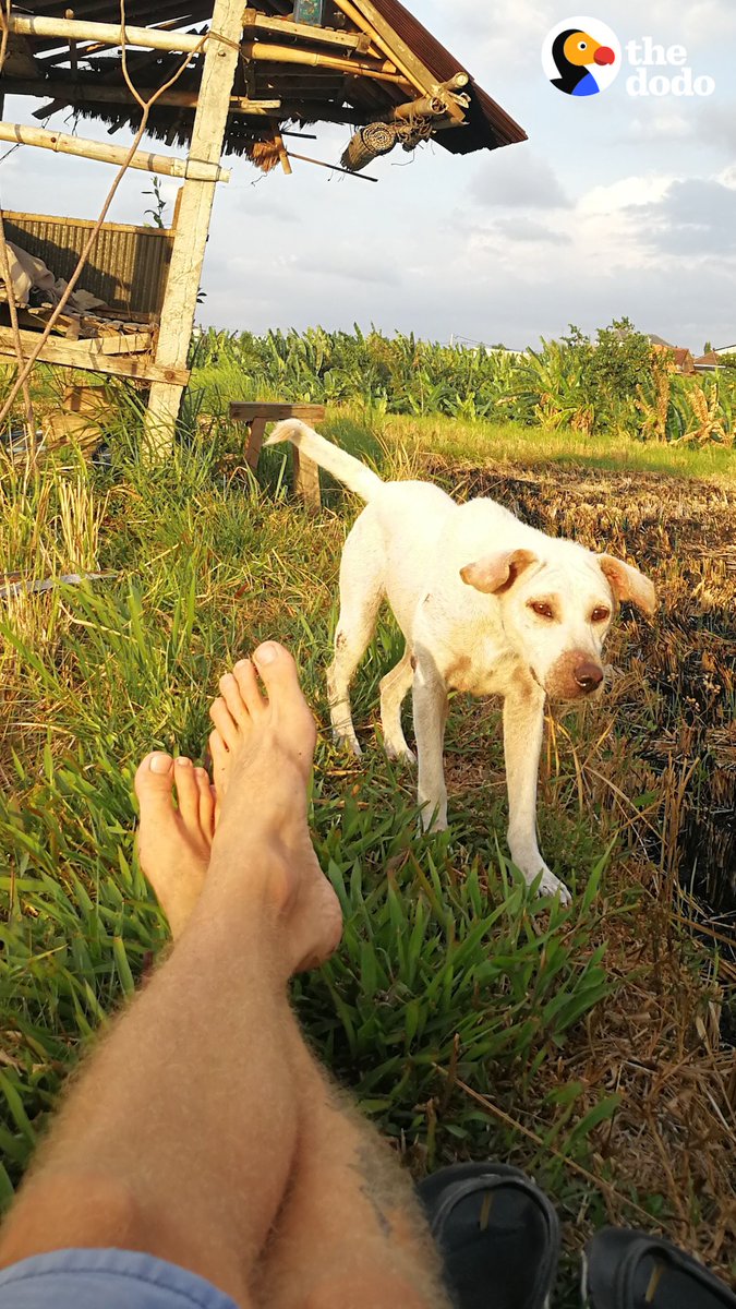 Guy drops everything to rescue a shaking street dog — now she jumps for joy whenever he gets her bike bag out to take her on adventures! ❤️