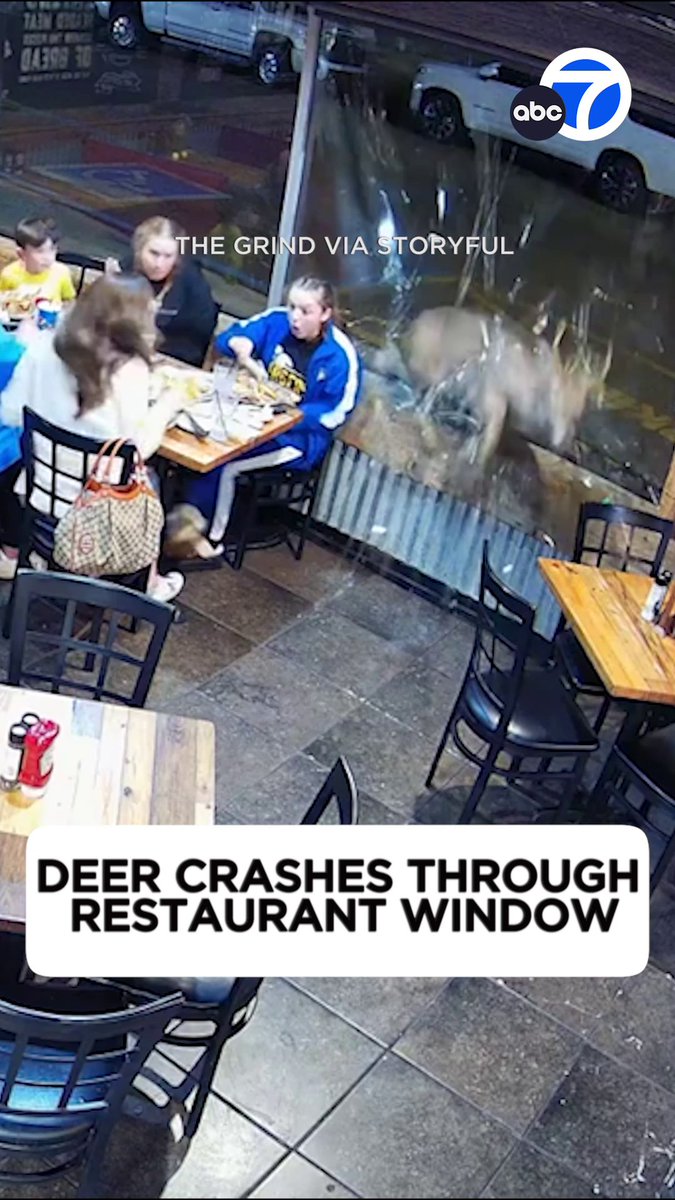 A deer crashed through a restaurant window in Tennessee and injured a patron sitting by the window. 🦌😓