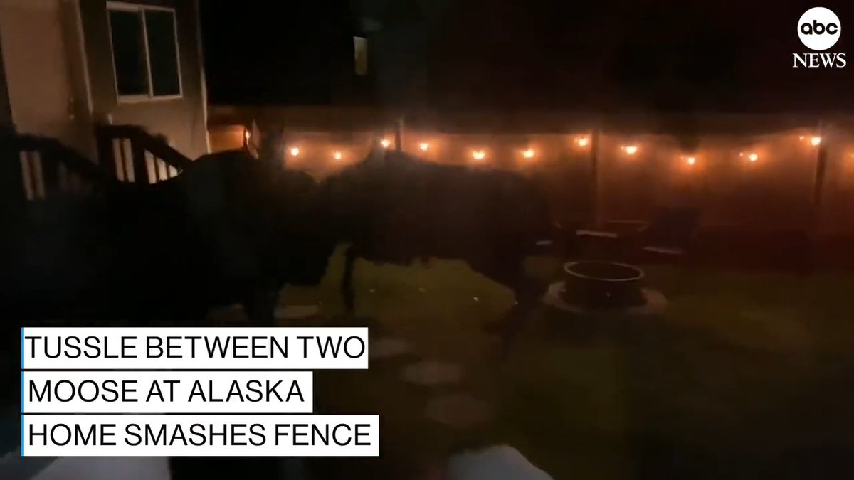 BACKYARD BRAWL: Two moose bulls brought their fight to an Alaska woman's home, causing significant damage to her yard and fencing as they ignored her pleas for them to leave.