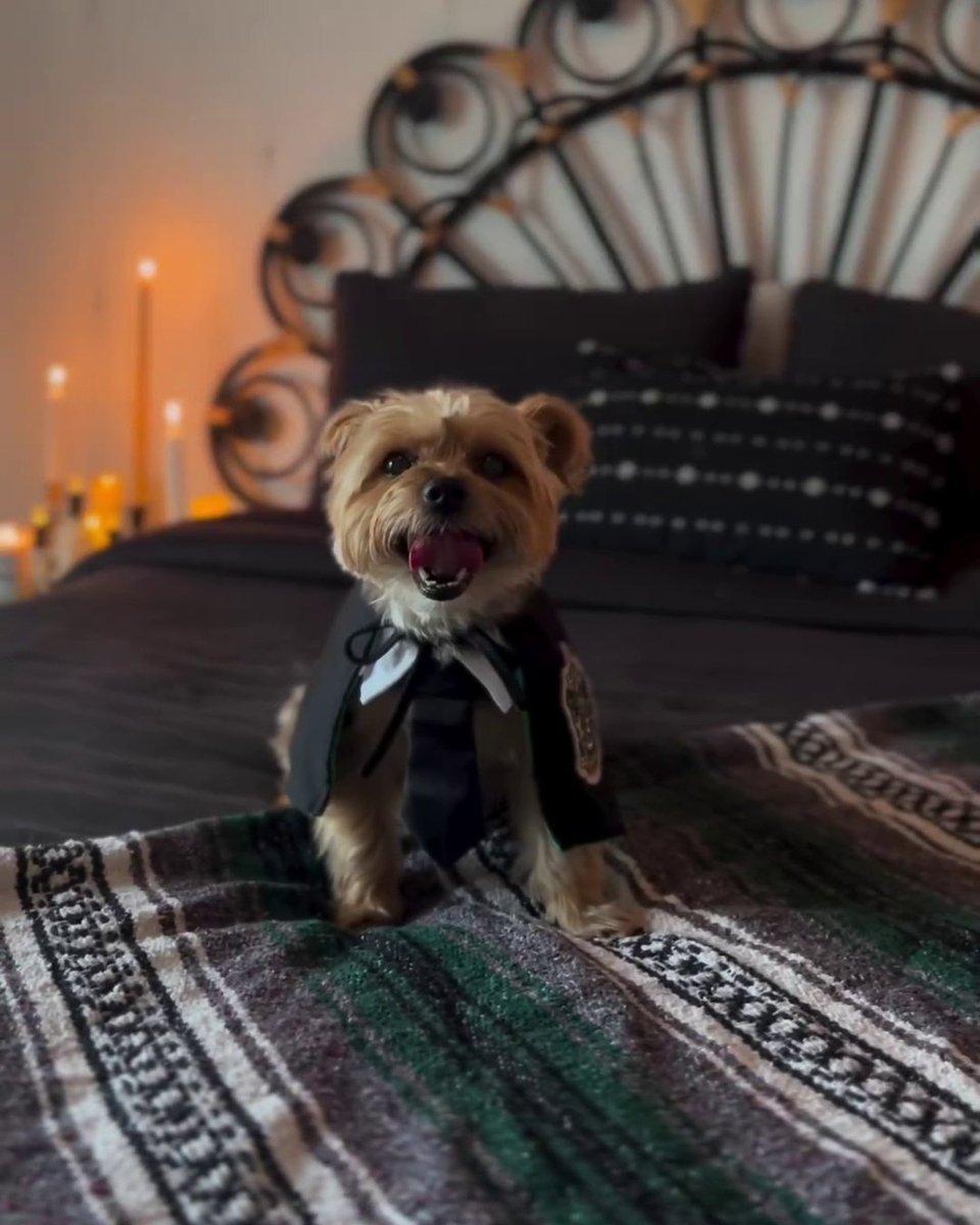 This might be the cutest Hogwarts paw-fessor we've ever seen 🥰 See more from this creator on Instagram @/jakeballardtheyorkie