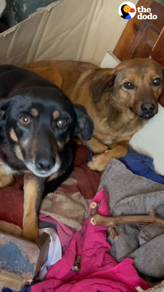 Dog siblings living in an outdoor bathroom were so scared when they got rescued — wait 'till you see them in their foster home 💙