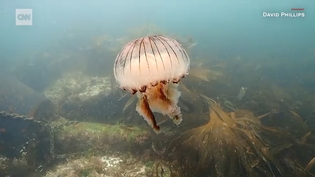 Jellyfish sightings in the UK and Ireland increased by 32% in the past year, according to the Marine Conservation Society
