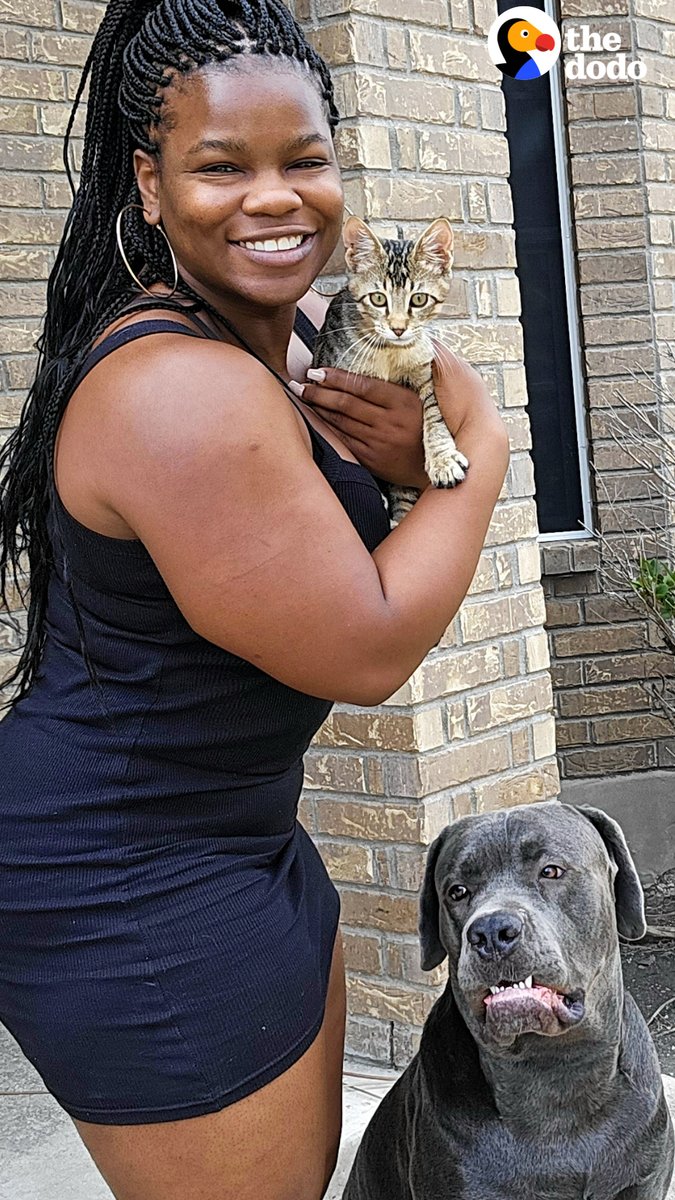Kitten moves in with a 130-pound dog and proceeds to dominate him 😹