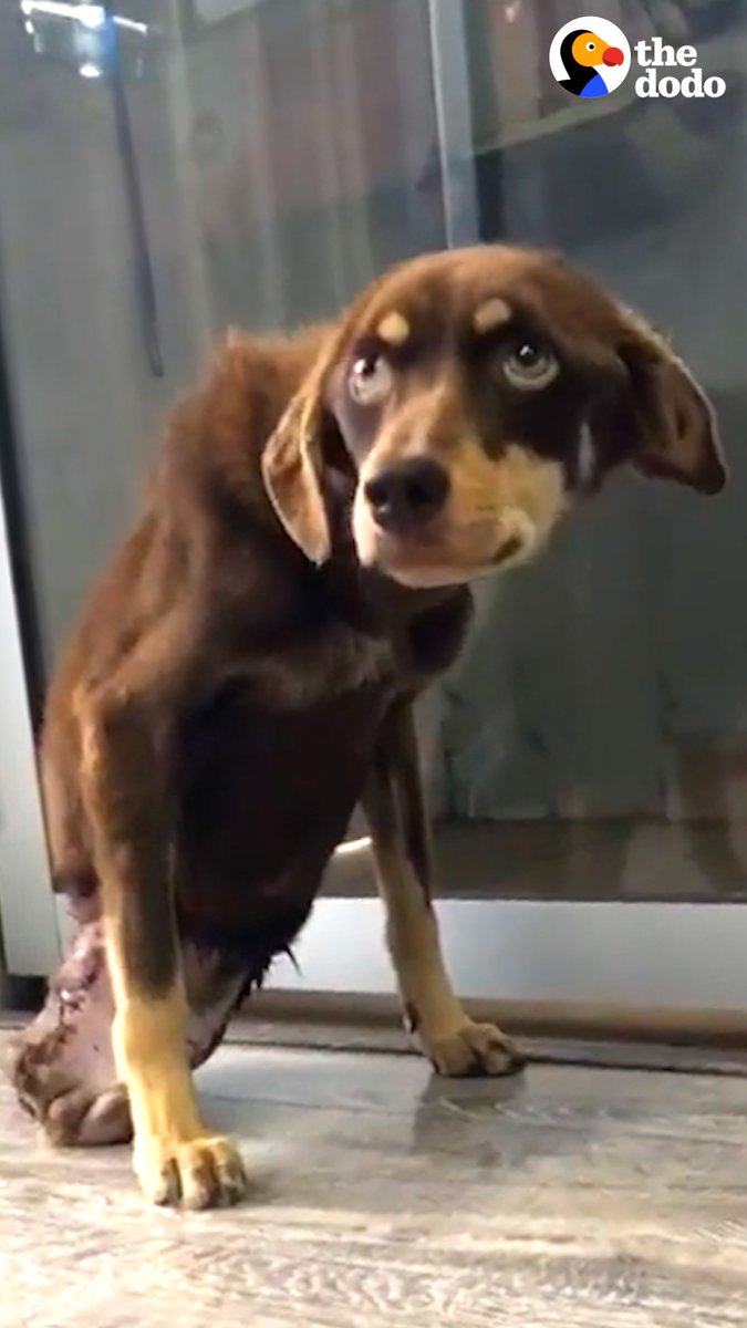Woman finds a dog everyone thought was broken — who ends up running perfectly and inspiring her to adopt 11 more!