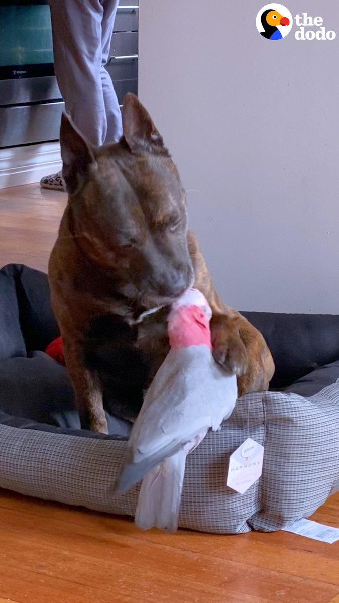 When this parrot jumps out of his cage to play with the dog! 😍
