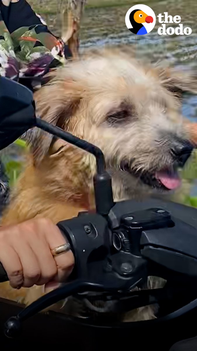 Stray dog who couldn't stop crying loves riding on Mom's scooter to the beach now 💗