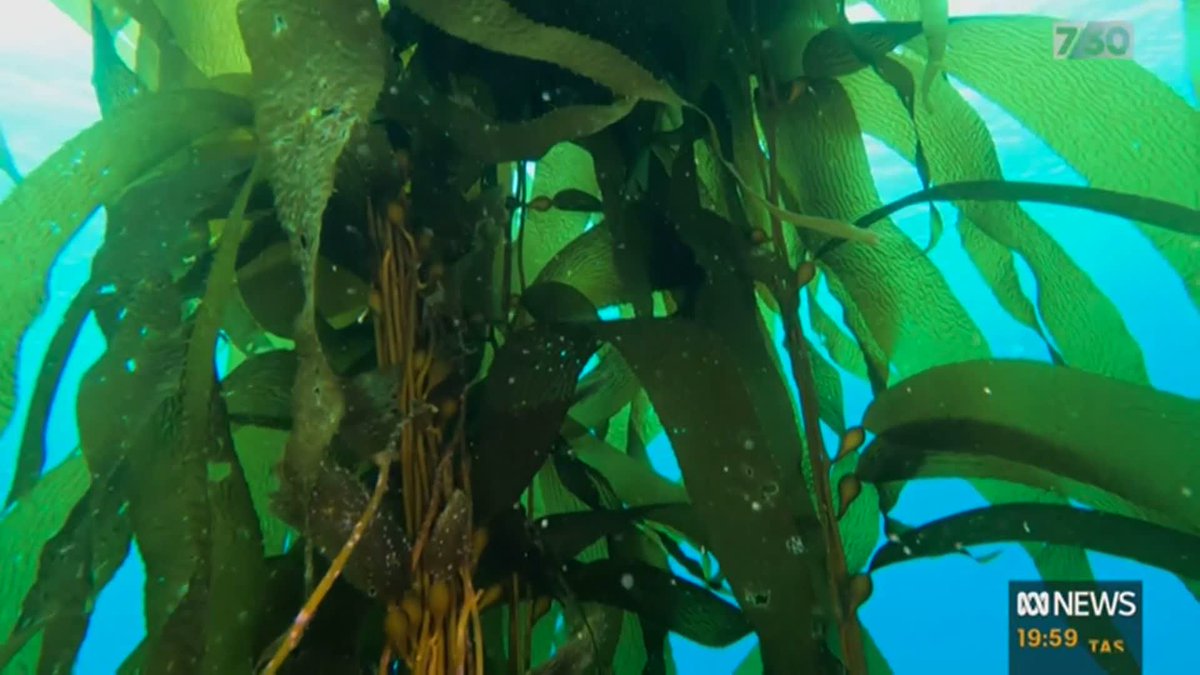 Warming seas meant a few years ago Tasmania's giant kelp forests appeared to be on the brink of disappearing. In a desperate bid to save them, a team of scientists have begun replanting large sections of Kelp in the empty ocean. #abc730