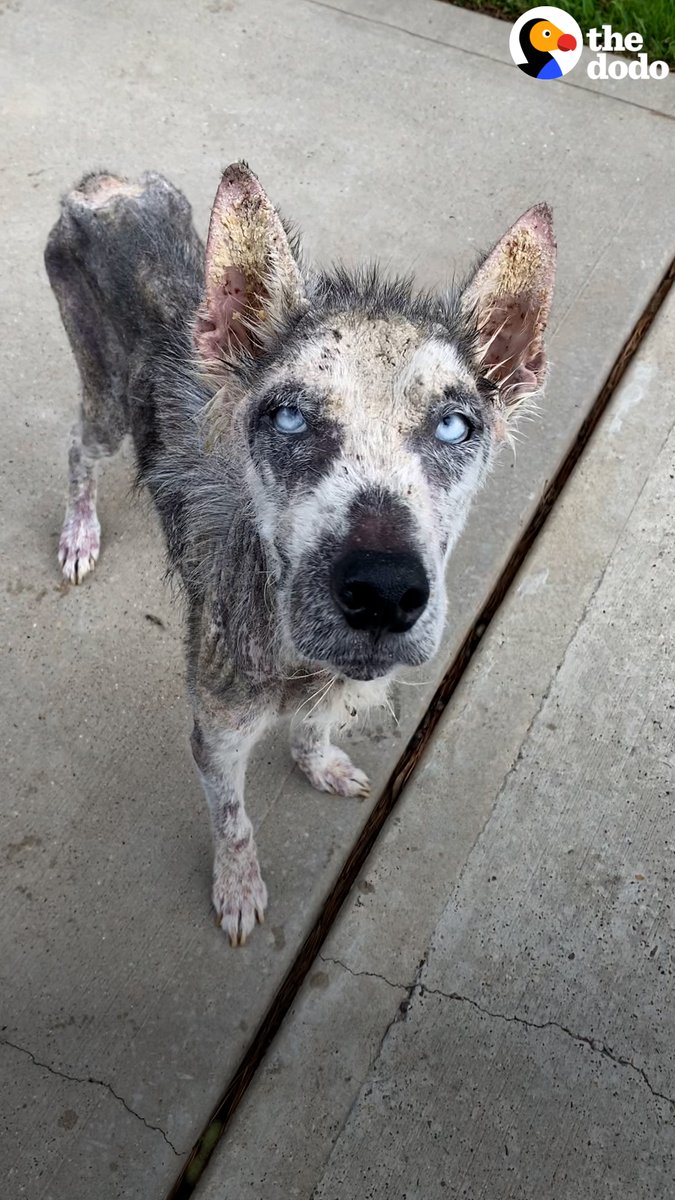 The moment this rescue husky says "I love you" to his foster family — and then howls with his forever brother 😭
