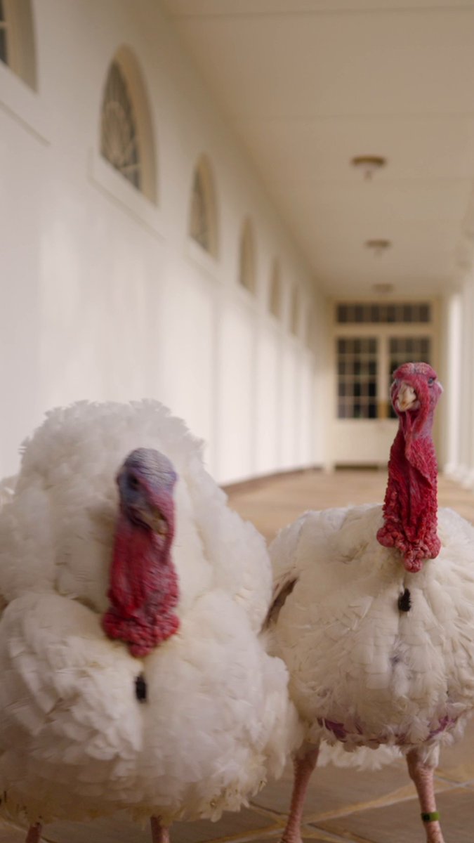 Liberty and Bell had free range of the White House this week.