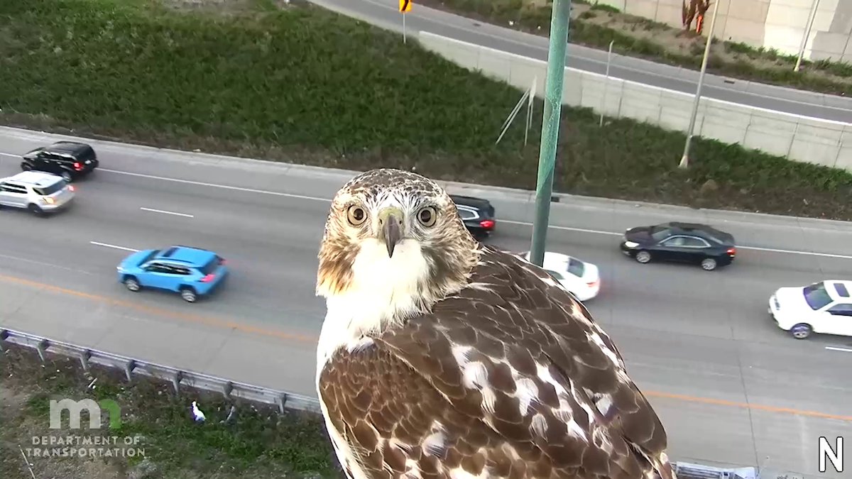 Talk about a bird's eye view! Our cam recently caught a hawk overseeing traffic on I-94 near Portland Ave in Minneapolis.