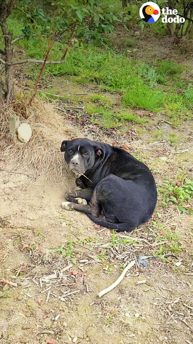 Woman finds an injured pittie curled up in a blueberry field....wait to see how wiggly she is now 💙