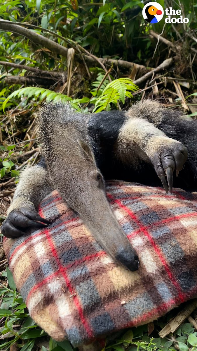Baby anteater learns how to eat ants with the help of his favorite teddy bear ❤️