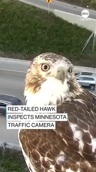 A traffic cam along I-94 in Minnesota captured this very fine footage of a hawk staring deeply into the lens. The bird was identified as a red-tailed hawk by the Minnesota Department of Natural Resources.