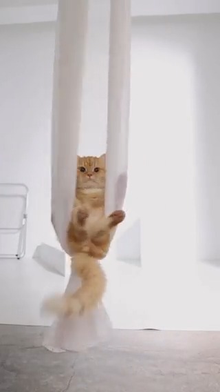 Aerial meowga #meowed #TheMeowedClub From a.jin20210807 | IG