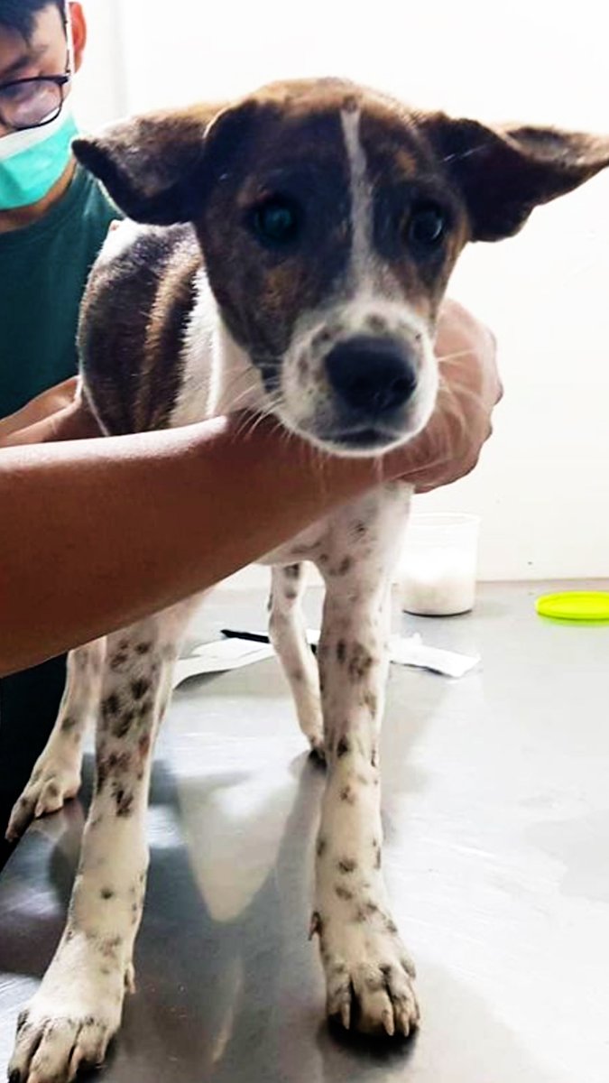 Street dog who forgot how to walk realizes he can trust people — and learns to run while wagging his whole body with joy ❤️