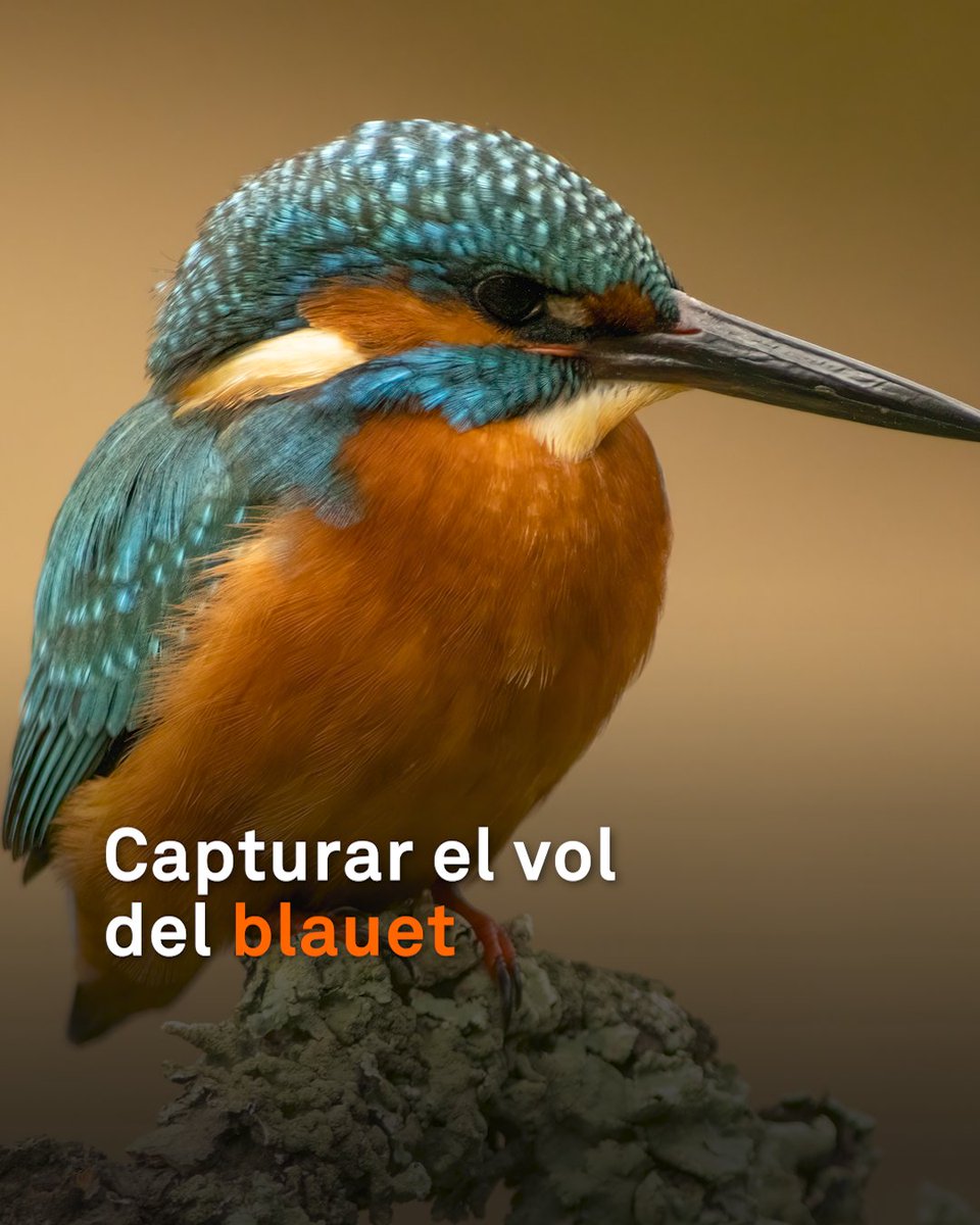 “Uf, preciós! Brutal!” Després d’hores d’espera, ha aconseguit captar el moment en què un blauet es llançava a l’aigua per pescar. “És una injecció d’adrenalina, com crear art.” És un dels ocells preferits del fotògraf de natura Nicolás Reusens