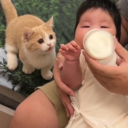 When you're not the only child anymore. #meowed #TheMeowedClub From 啃一口甘蔗 | DY