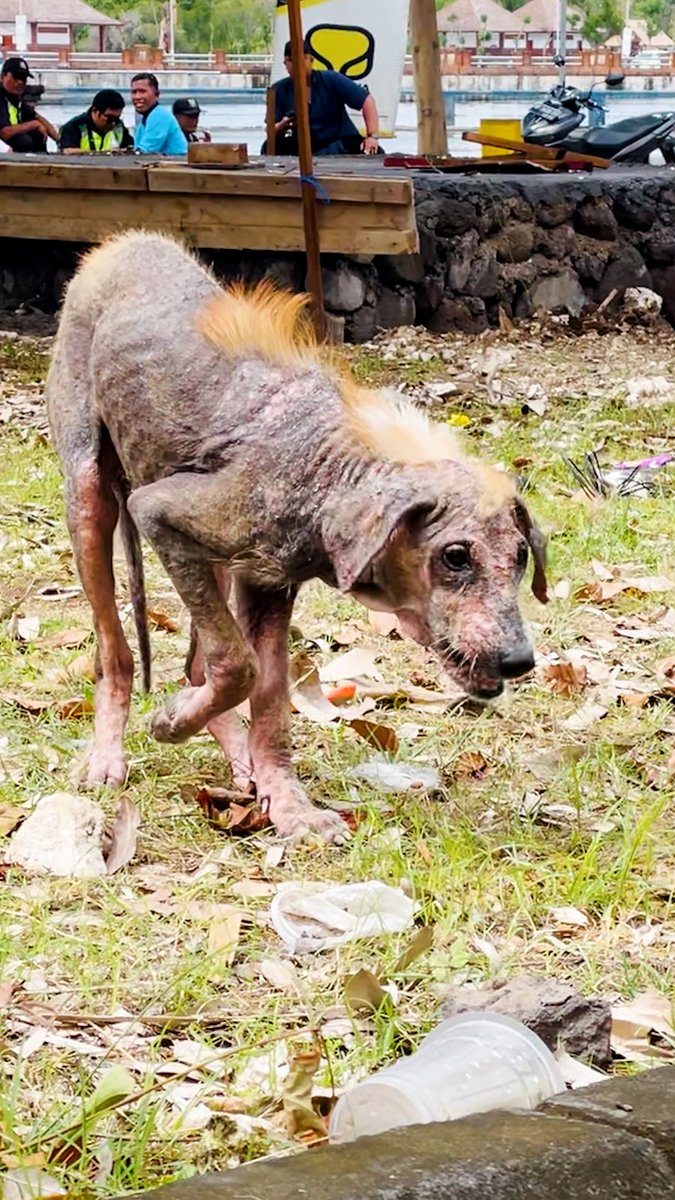Watch this naked puppy grow the most gorgeous long coat โค๏ธ