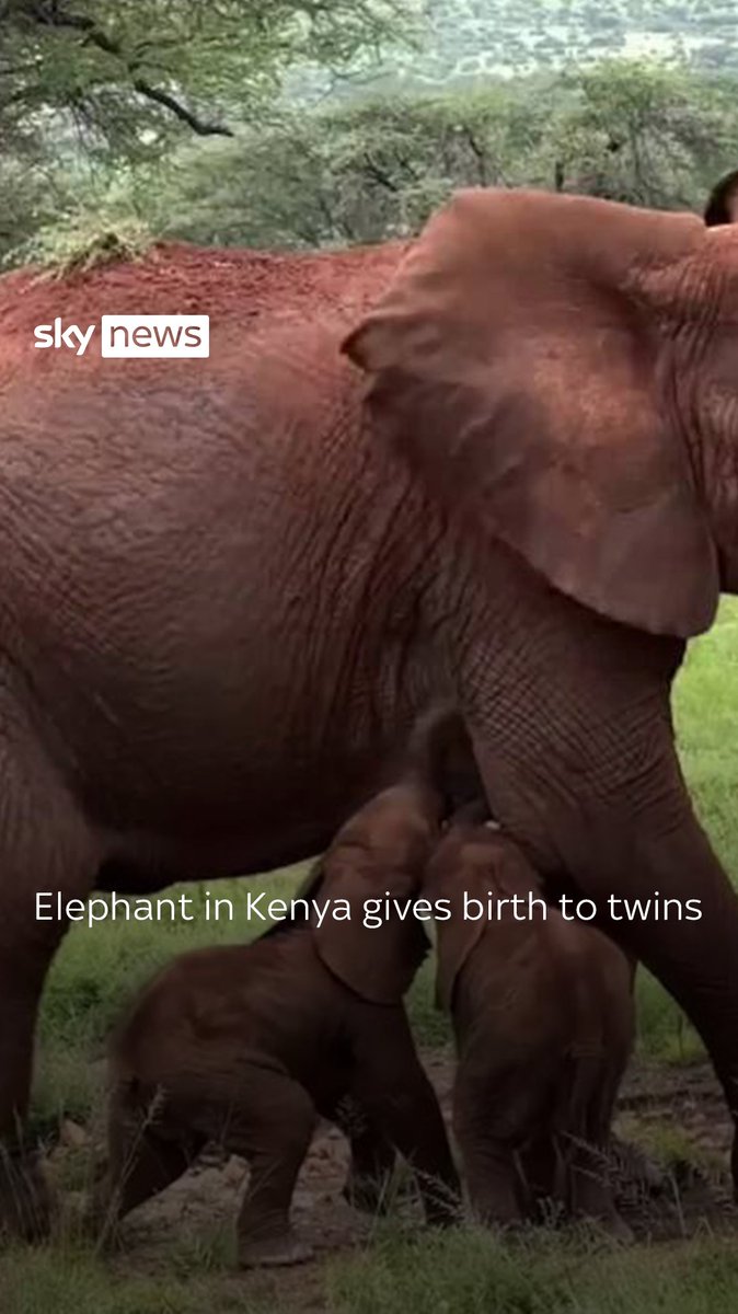 An elephant in Kenya has given birth to twins - a rare event for the planet's largest land mammals 🐘🐘 👇
