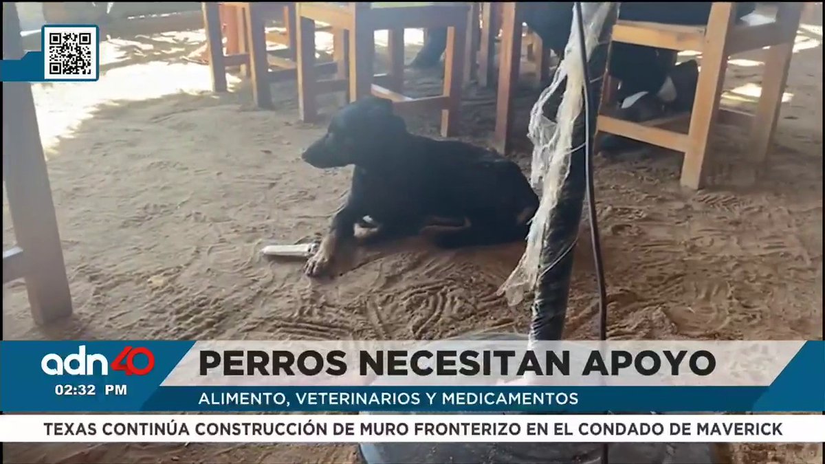 Los perritos en Acapulco nos necesitan 😔 Estos animales no tienen ayuda veterinaria, comida, ni medicamentos, todas la vidas valen 📺Los detalles con Max Espejel |