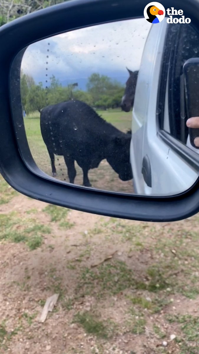 Rescued cow follows human best friend everywhere — and even blocks the car so he doesn't leave 💕