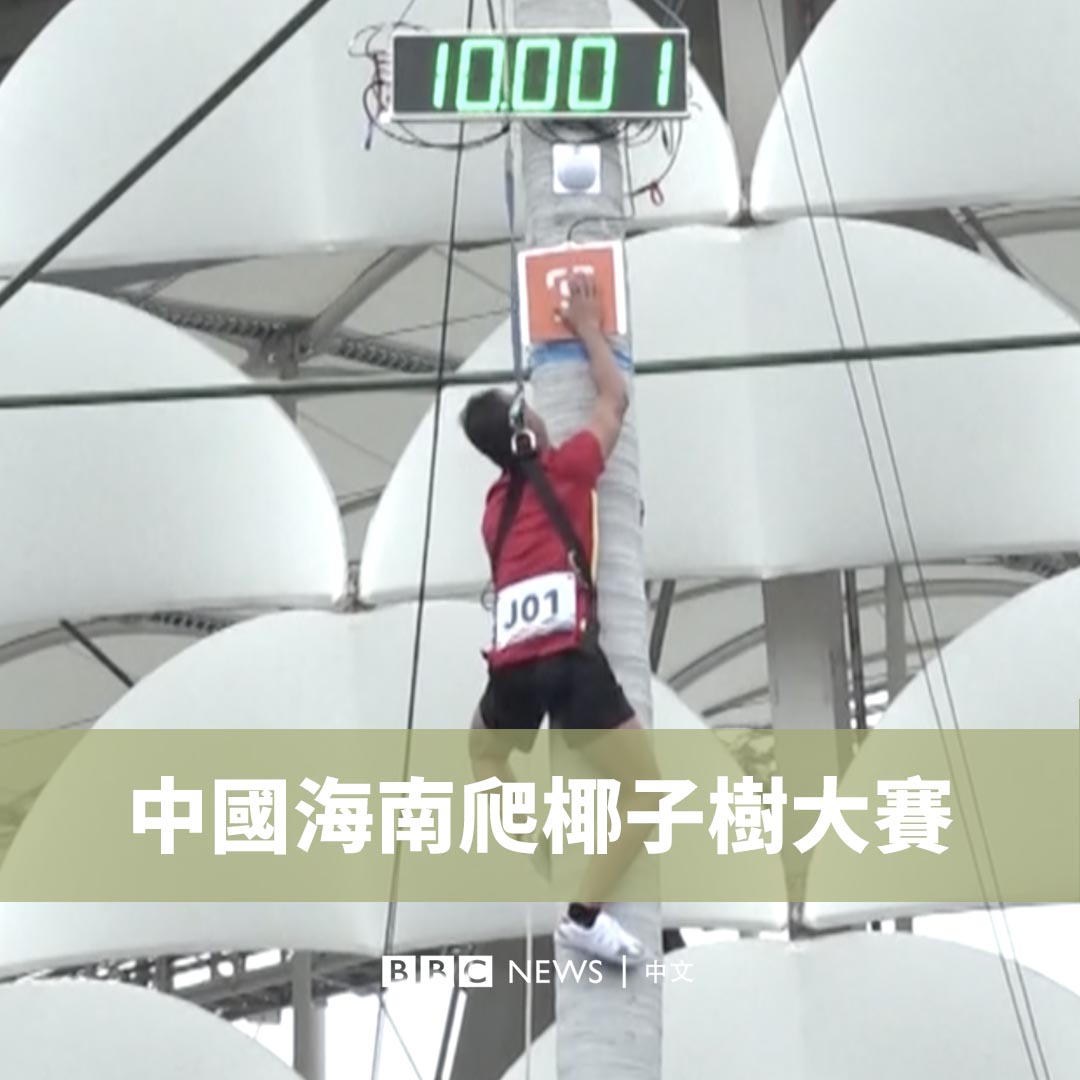 中国南部的三亚上周六(11月25日)举行了一场爬椰子树比赛。在激烈的竞争中,参赛者需攀爬高达九米的仿真椰树,速度最快者获胜。有选手9秒就爬上了树顶。