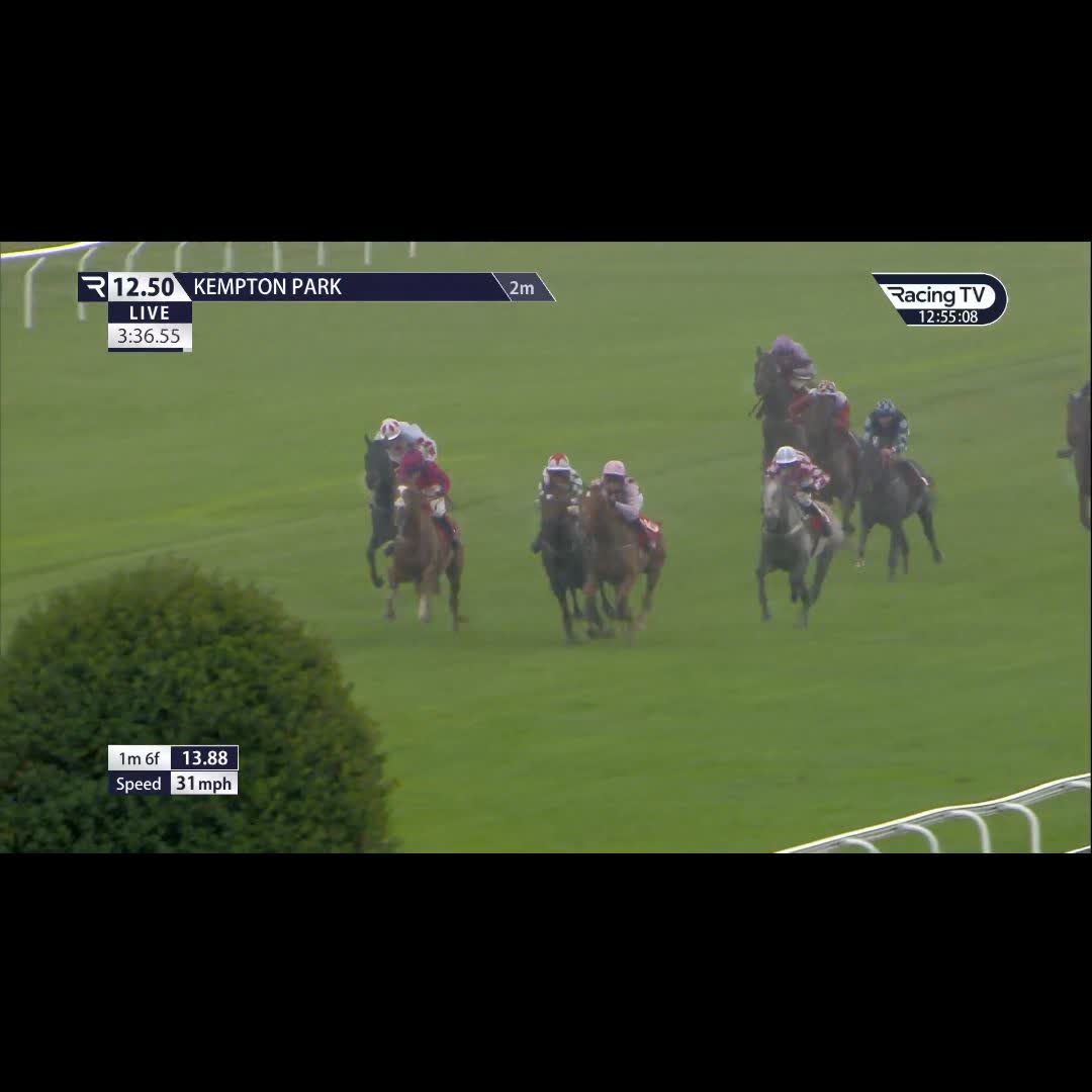 🐿️ Secret Squirrel - lovely prospect for Hughie Morrison Racing 🏇 Three runs 🥇 Three wins ✅ Successful hurdling debut at Kempton Park Racecourse