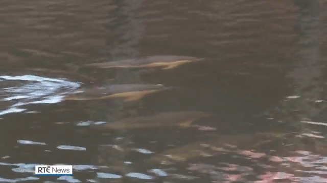Commuters in Cork city have been treated to the sight of a pod of dolphins swimming up and down the River Lee today. The Irish Whale & Dolphin Group say they are keeping a close eye on them but the pod seems to be swimming strongly and feeding well |