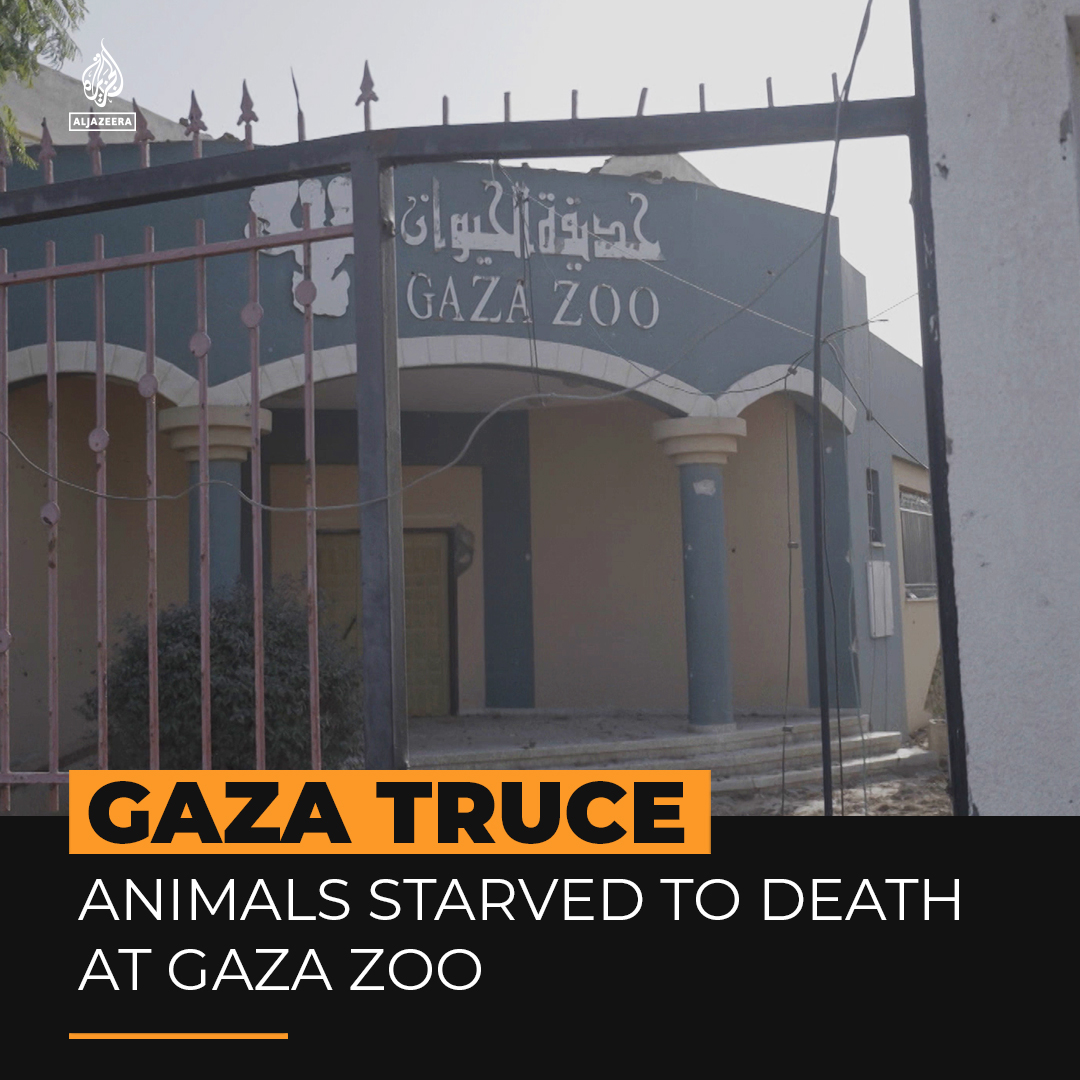 Animals in Gaza Zoo are among the many casualties of Israel’s war on the Strip. The truce has allowed keepers to return, but it is too late to save most animals ⤵️