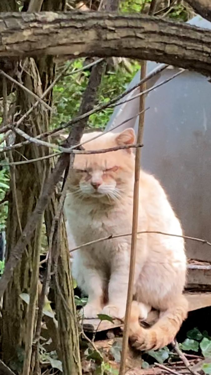 This cat was left behind when his family moved away — 6 years later, he has the sweetest reaction to being rescued ❤️