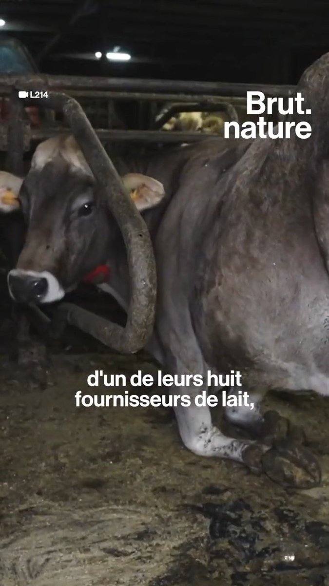 Des vaches aux cornes fracturées, des génisses affamées, de la nourriture déposée sur les excréments… Ces images ont été filmées par L214 éthique & animaux chez l'un des fournisseurs des crêpes Whaou!. L'association a porté plainte pour "mauvais traitements et sévices graves envers les animaux".