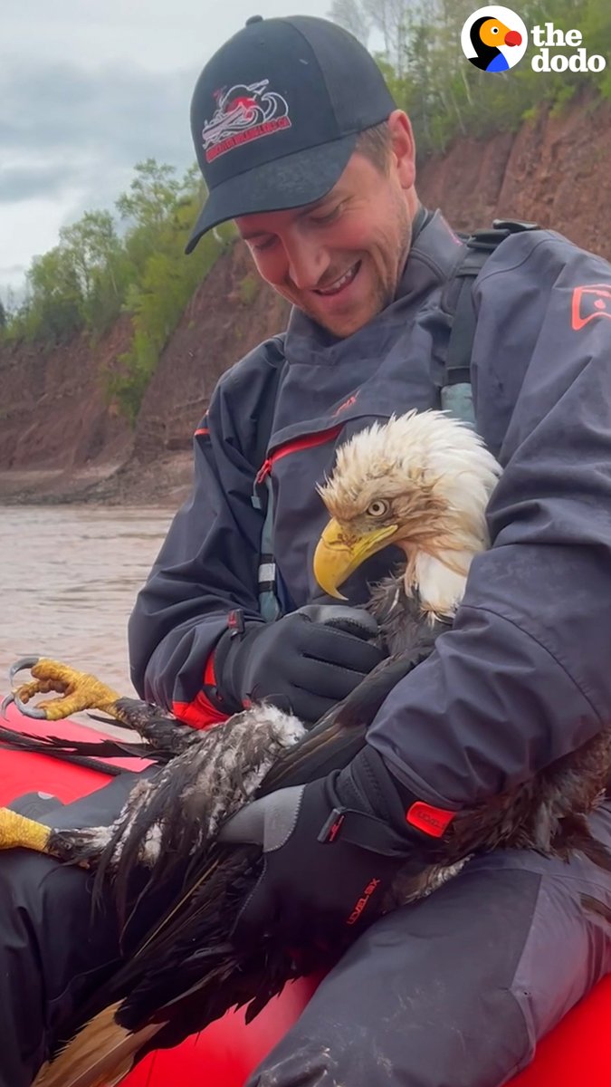 This guy saved this eagle from drowning and hugged her until she could fly again ❤️