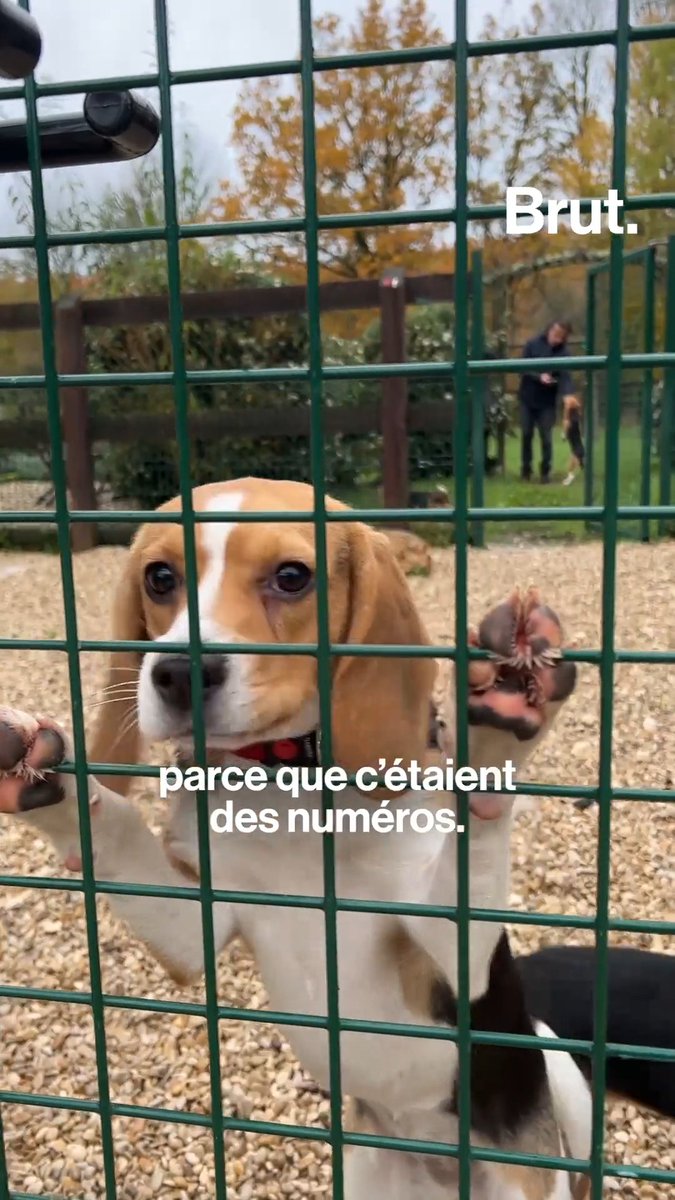 "Ces chiens n'ont jamais vu d'herbe." Ces beagles n'ont connu que les cages et les sols des laboratoires. Cobayes pour l'expérimentation médicale, ils risquaient l'euthanasie. Mais Virginie et BeaglesofBurgundy a décidé de les sauver. On a suivi leur premier jour de liberté.