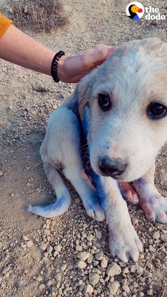 Kapadokya’ya ziyarete gelen turistler yaralı bir yavru köpek görüyor ve onu sahipleniyorlar.. 🥹 Köpeğin hayatı değişiyor. Keşke kardeşleri de onun kadar şanslı olabilseydi. 🙏